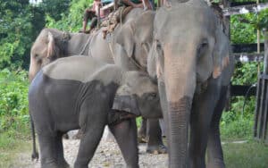 Read more about the article Elephants in Nepal: Correlating disease, tourism, and welfare
