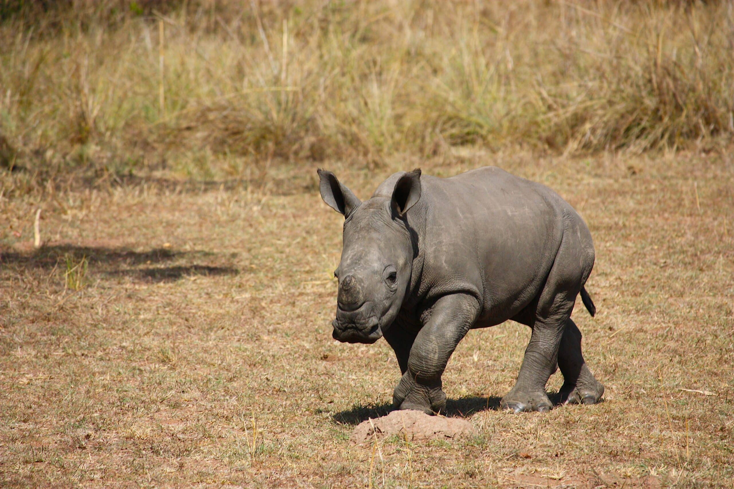 You are currently viewing Renegotiating citizenship: stories of young rhinos in Nepal